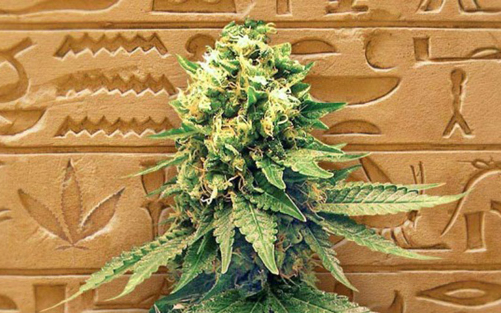 History of Cannabis