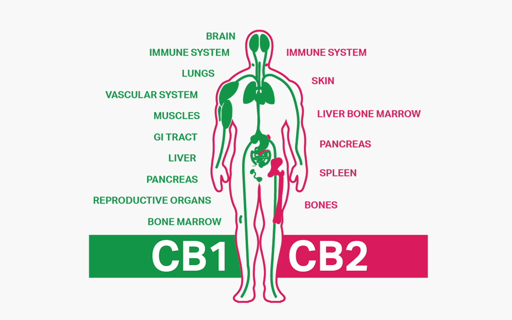 Endocannabinoid System